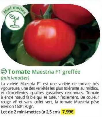 tomate maestria f1 greffée (mini-mottes)