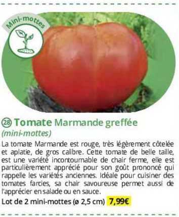 tomate marmande greffée (mini-mottes)