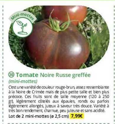tomate noire russe greffée (mini-mottes)