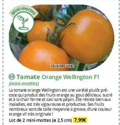 tomate orange wellington f1 (mini-mottes)