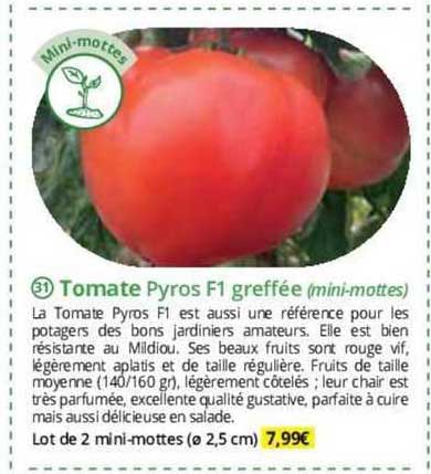 Tomate Pyros F1 Greffée (mini-mottes)