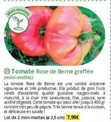 tomate rose de berne greffée (mini-mottes)