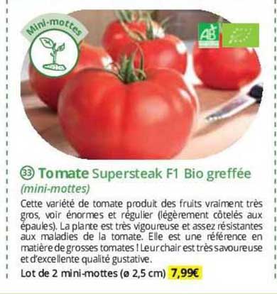tomate supersteak f1 bio greffée (mini-mottes)