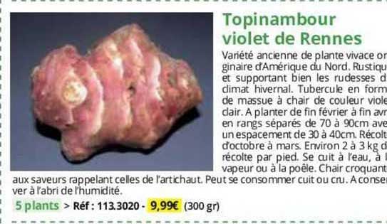 Topinambour Violet De Rennes