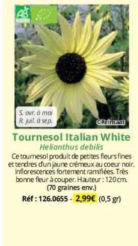 tournesol italian white