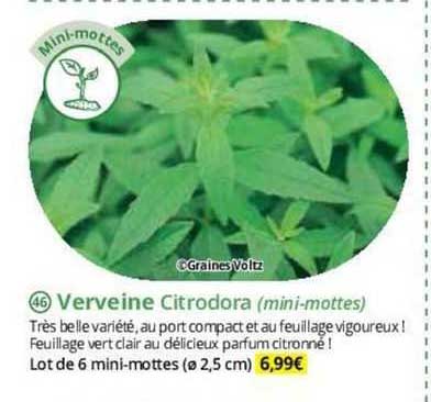 verveine citrodora (mini-mottes)