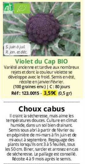 Violet Du Cap Bio Choux Cabus