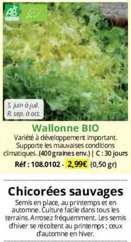 wallonne bio chicorées sauvages