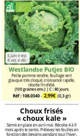 westlandse putjes bio choux frisés "choux kale"