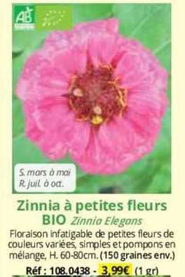 zinnia à petites fleurs bio