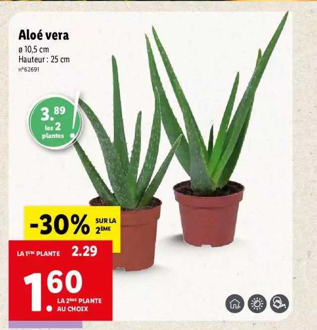 Aloé Vera