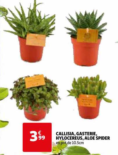 callisia, gasterie, hylocereus, aloé spider