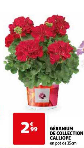géranium de collection calliope