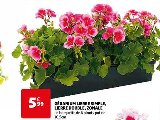 géranium lierre simple, lierre double, zonale