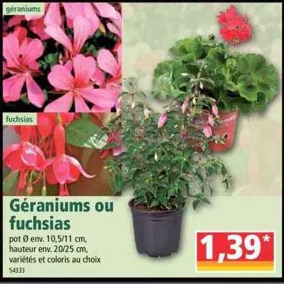 géraniums ou fuchsias