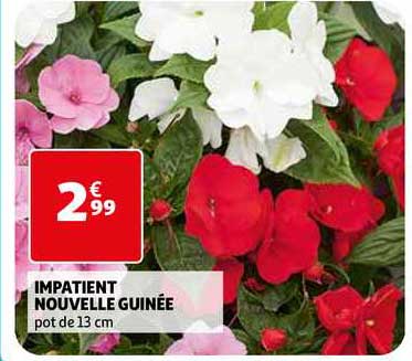 impatient nouvelle guinée