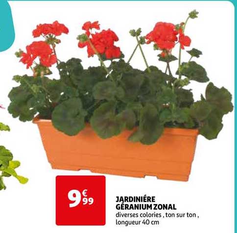jardinière géranium zonal
