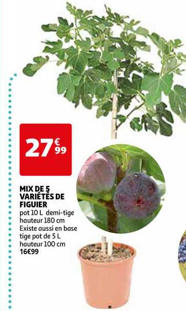 mix de 5 variétés de figuier
