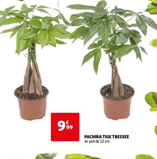 pachira tige tressée