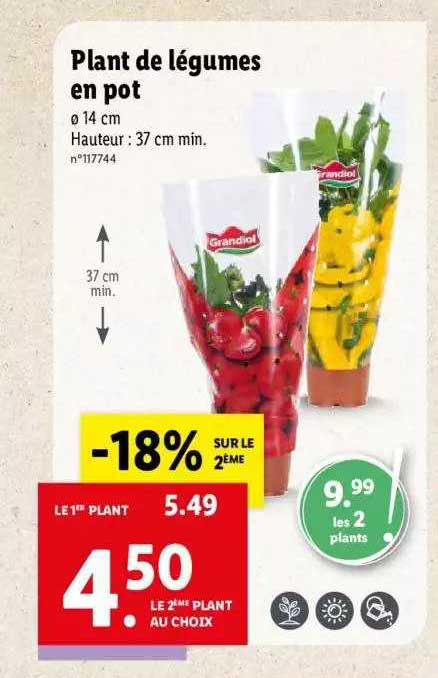 plant de légumes en pot