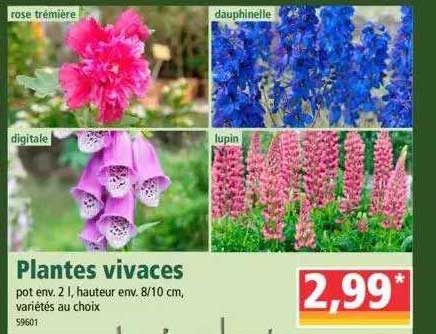 Plantes Vivaces