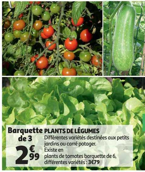 Plants De Légumes