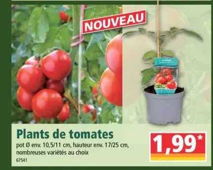 plants de tomates