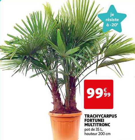 trachycarpus fortunei multitronc