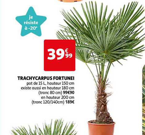 trachycarpus fortunei