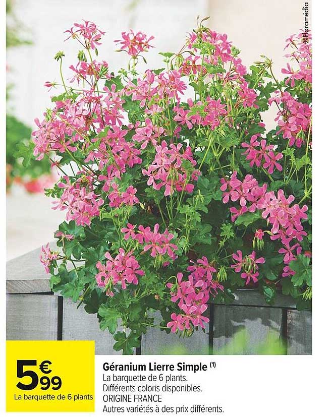 géranium lierre simple