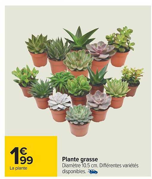 plante grasse