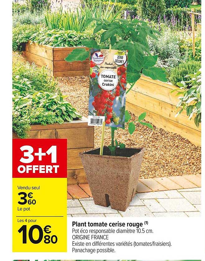 plant tomate cerise rouge