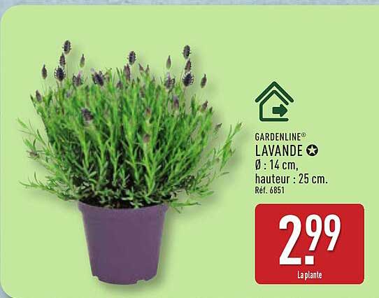 GARDENLINE LAVANDE