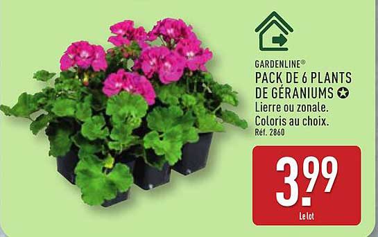 GARDENLINE PACK DE 6 PLANTS DE GÉRANIUMS