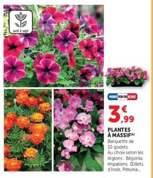 PLANTES À MASSIF