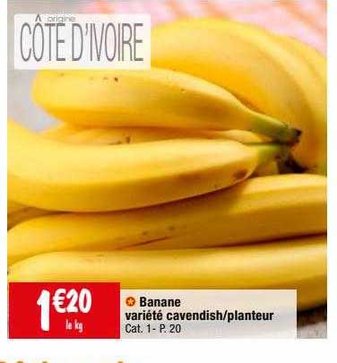 banane variété cavendish-planteur