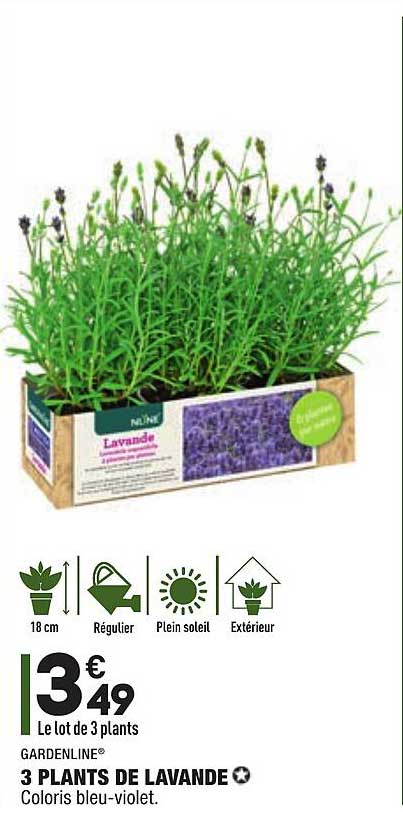 3 plants de lavande gardenline