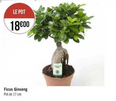 Ficus Ginseng