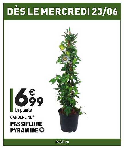 passiflore pyramide gardenline