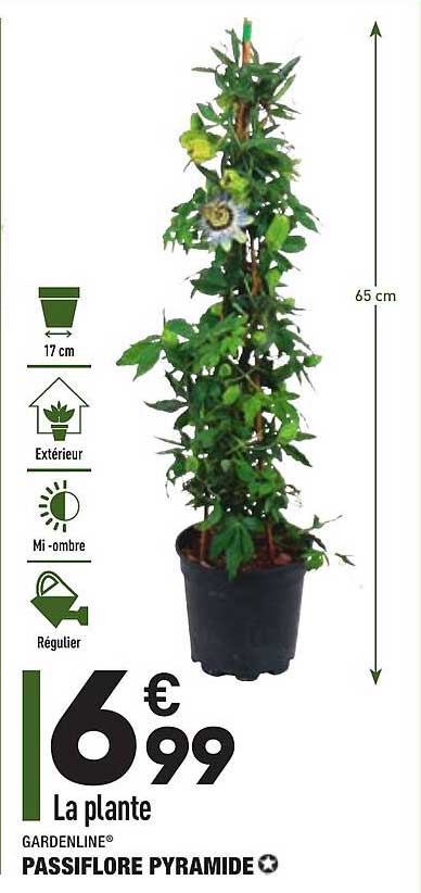 Passiflore Pyramide Gardenline