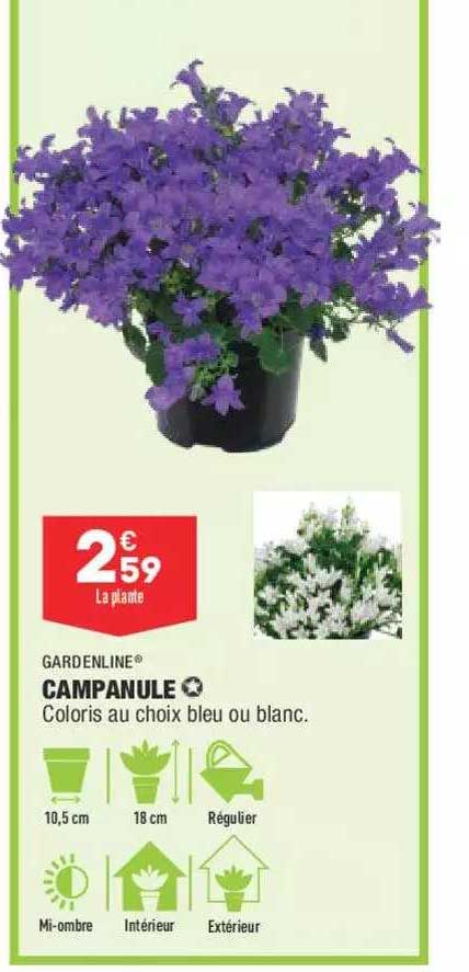 Campanule Gardenline