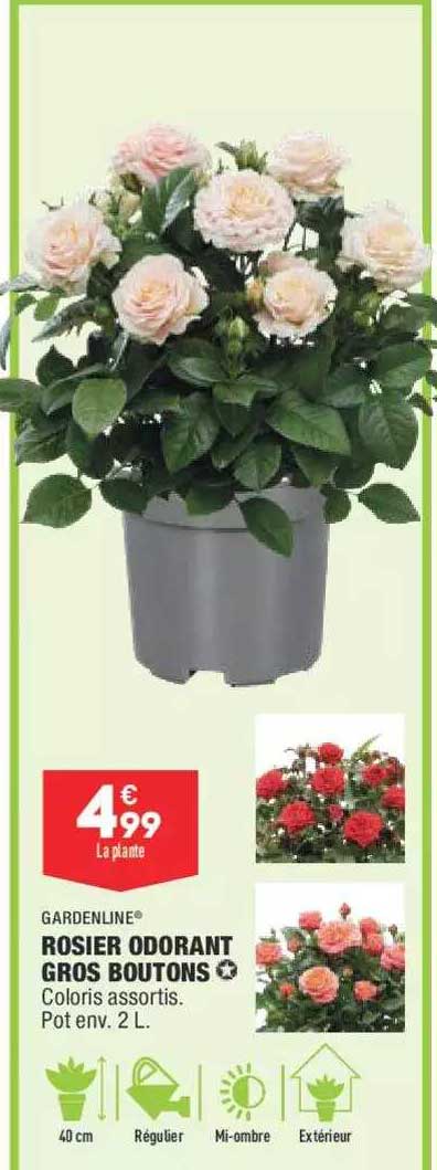 rosier odorant gros boutons gardenline