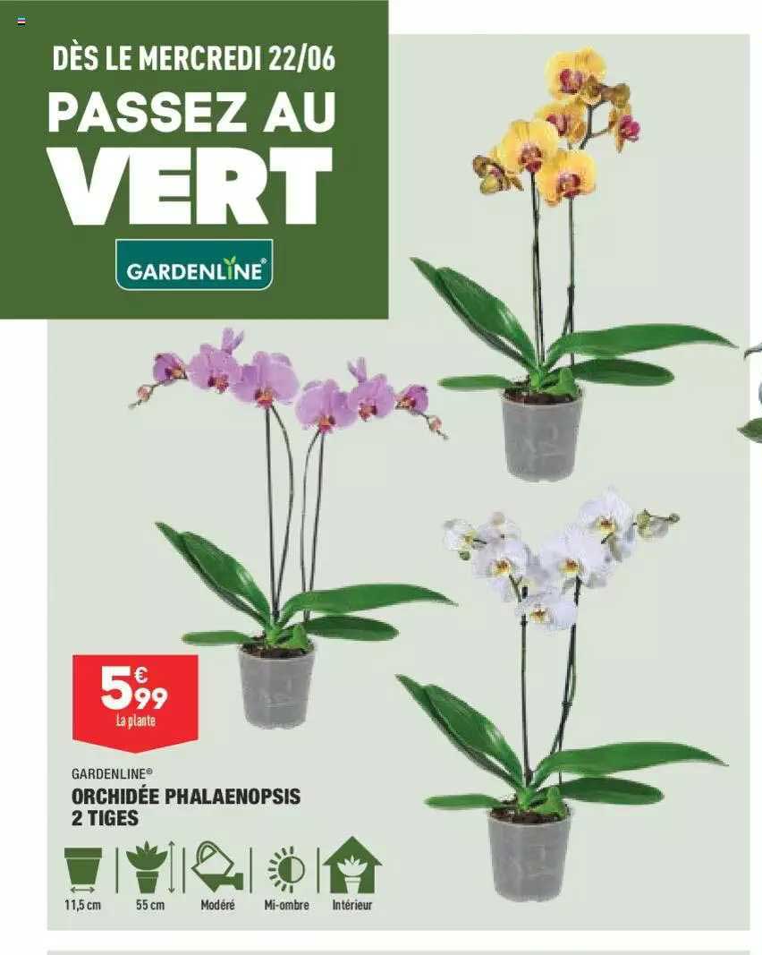 Orchidée Phalaenopsis 2 Tiges