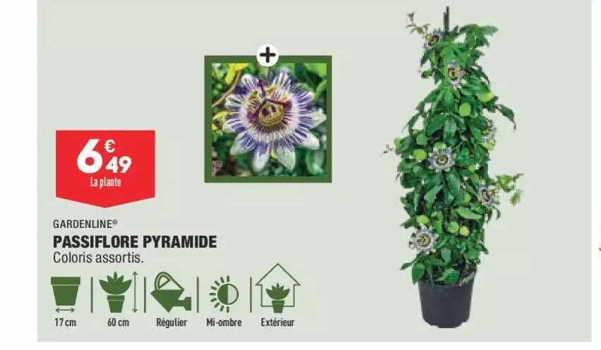 passiflore pyramide gardenline