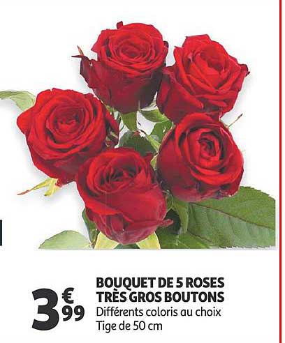 bouquet de 5 roses très gros boutons