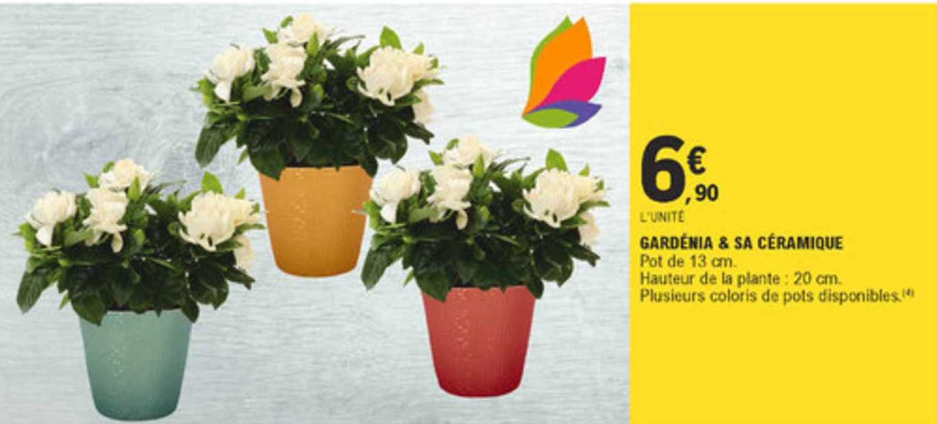 gardénia & sa céramique