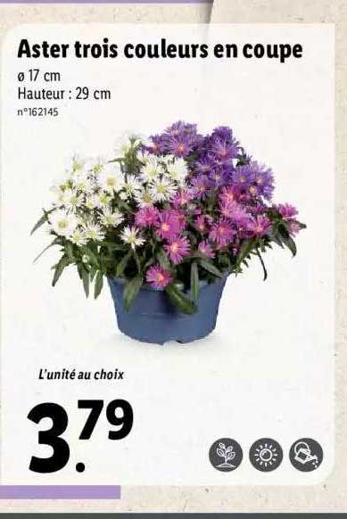 aster trois couleurs en coupe