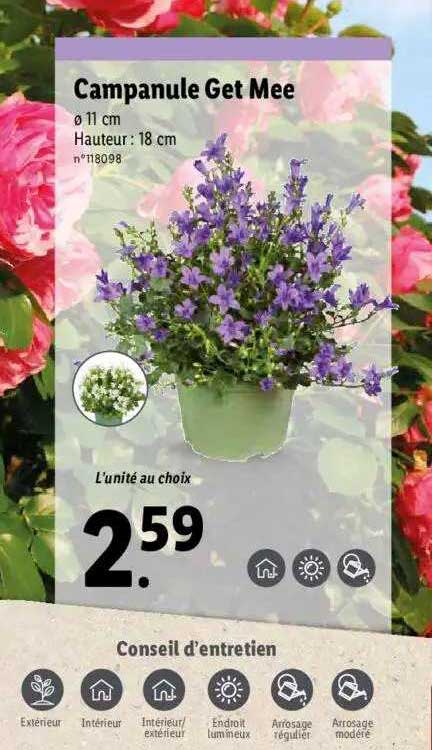 Campanule Get Mee