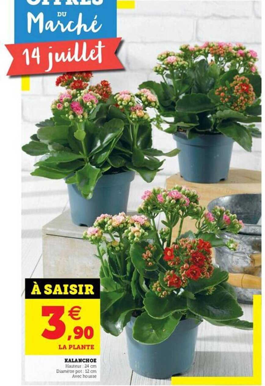 Kalanchoe