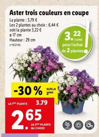 aster trois couleurs en coupe